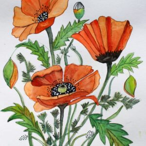 Pirates Treasure Poppies Notecards and Painting